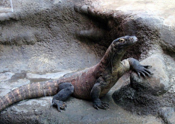 Picture Of Komodo Dragon-db119