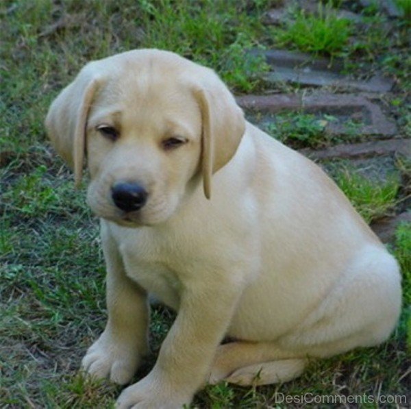 Picture Of Labrador Retriever-id115