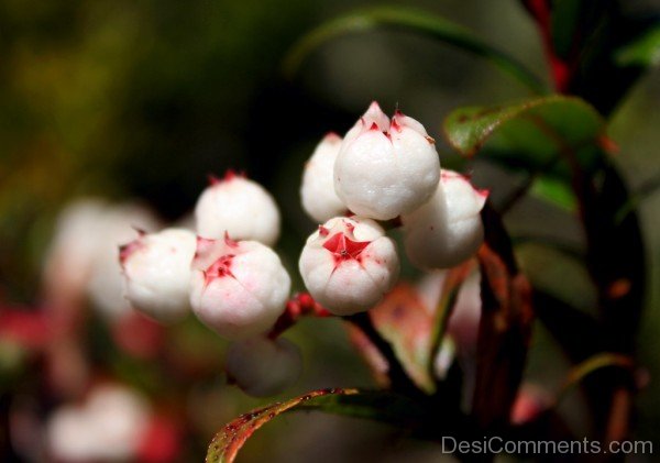 Picture Of Snow Berry Flowers