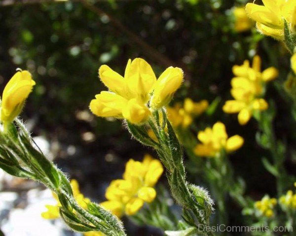 Picture Of Spanish Gorse Flowers