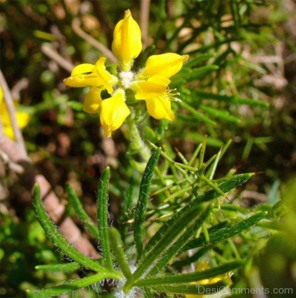 Picture Of Spanish Gorse