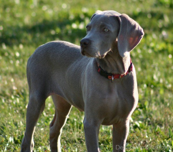 Picture Of Weimaraner Dog-ADB250029DC012529