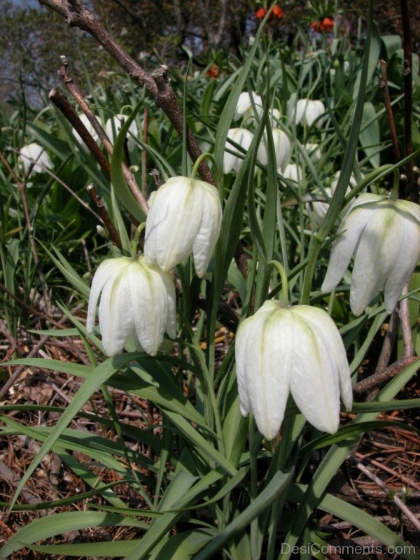 Picture Of White Snake's Head Fritillary Flowers-xse215DC12319