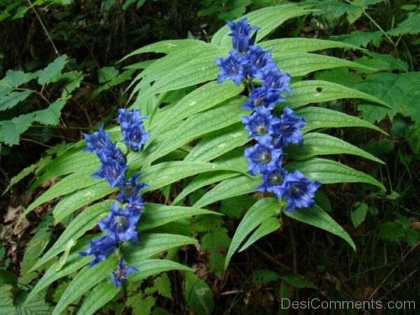 Picture Of Willow Gentian Flowers