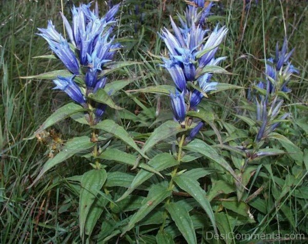 Picture Of Willow Gentian