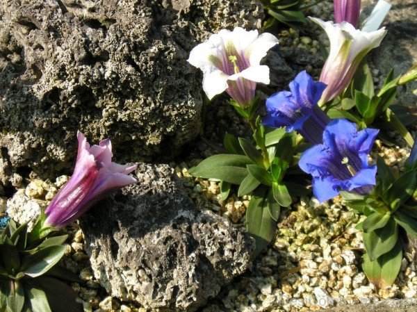 Pink Gentiana Clusii Flowers-YUP930DC9823