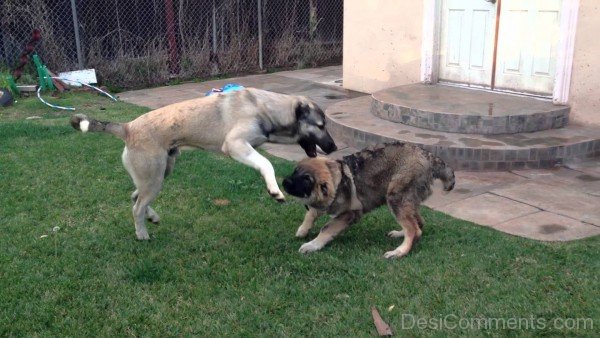 Playing Armenian Gampr Dog-ADB014512DC02112