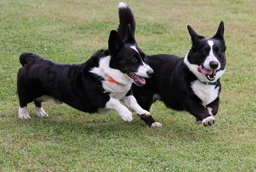 Playing Cardigan Welsh Corgi Dogs