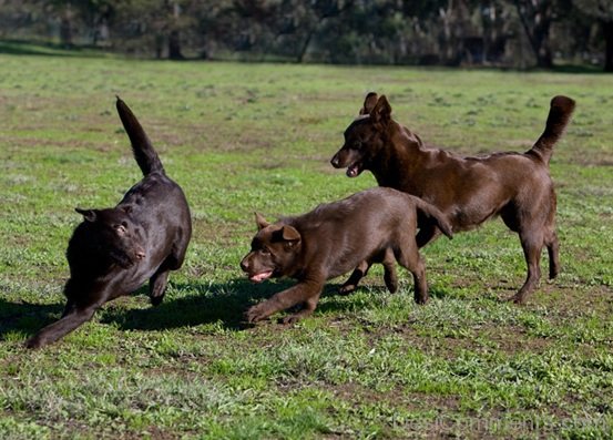 Playing Kelpie Dogs