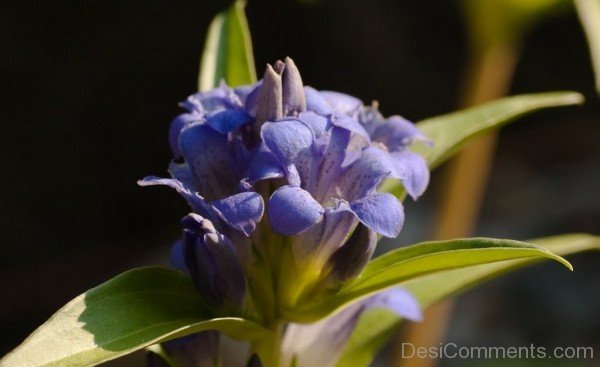 Popular Dahurian Gentian