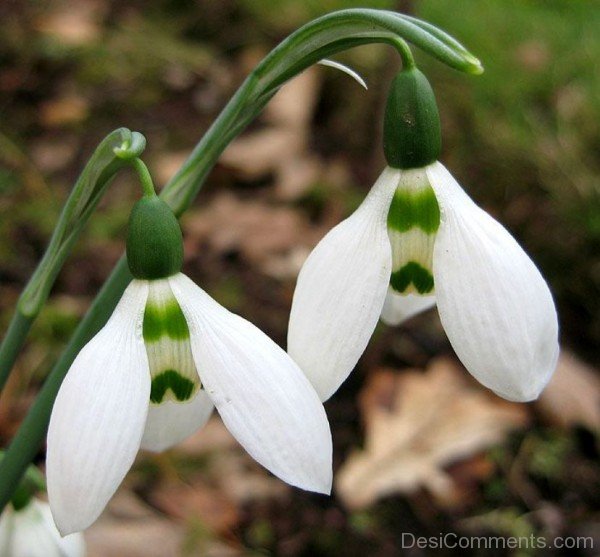 Popular Elwes's Snowdrop Flowers-dft528DEsi007