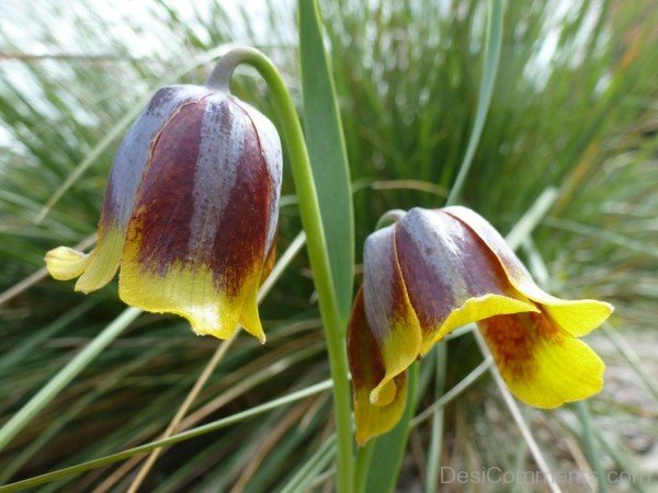 Popular Fritillaria Michailovskyl Flowers-yup827DCop21