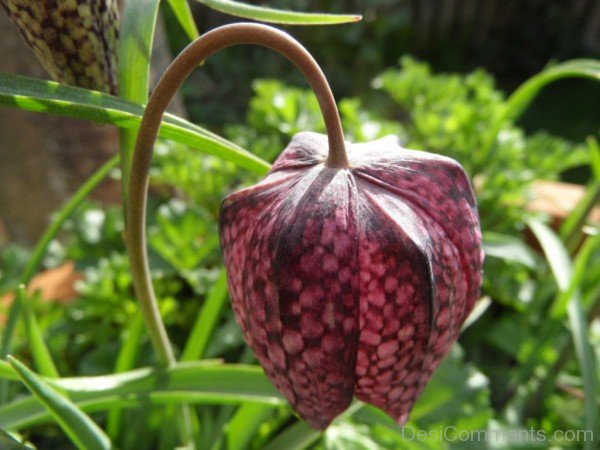 Popular Fritillaria Montana Flower