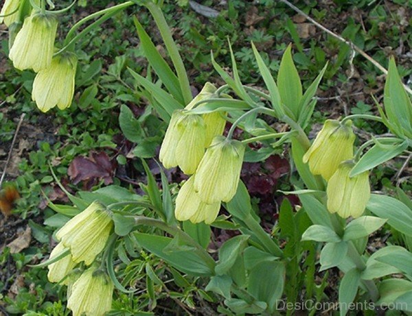 Popular Fritillaria Pallidiflora Flowers-fgt628DC00DC031