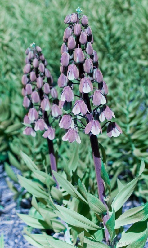 Popular Fritillaria Persica Flowers-poi928DCqw23