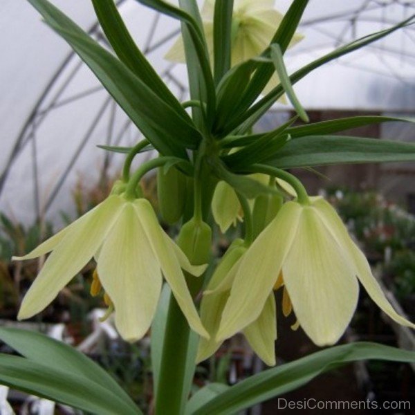 Popular Fritillaria Raddeana Flowersjhy627DC0409