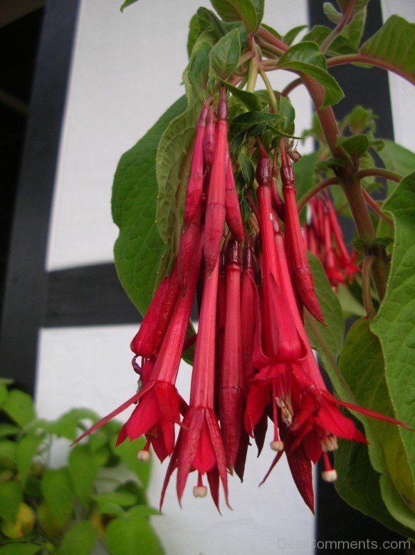 Popular Fuchsia Boliviana Flowers-bgh5627DCDESI15