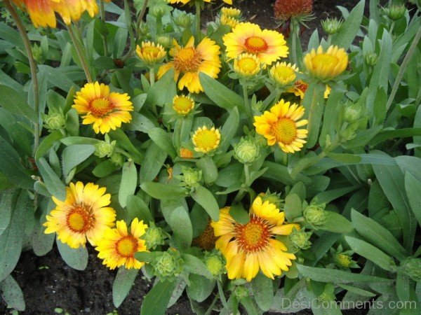 Popular Gaillardia X Grandiflora Flowers-lkg127DCDEsi21