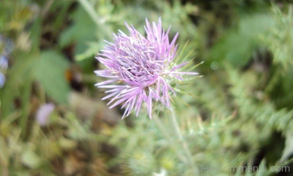 Popular Galactites Tomentosa Flower-tub2328DC0727