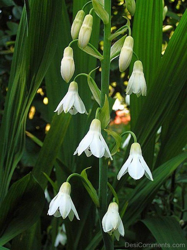Popular Galtonai Candicans Flowers