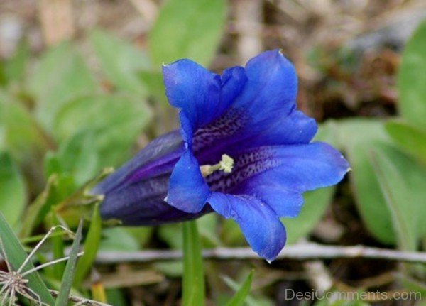 Popular Gentiana Acaulis