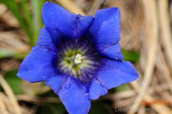 Popular Gentiana Clusii-YUP931DC9804