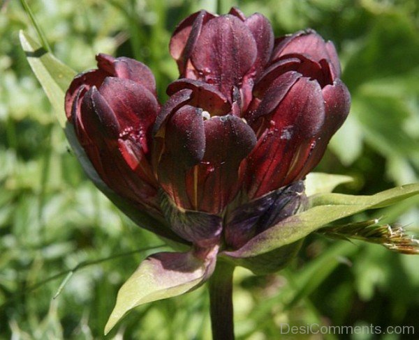 Popular Gentiana Purpureaaaj231DC0212