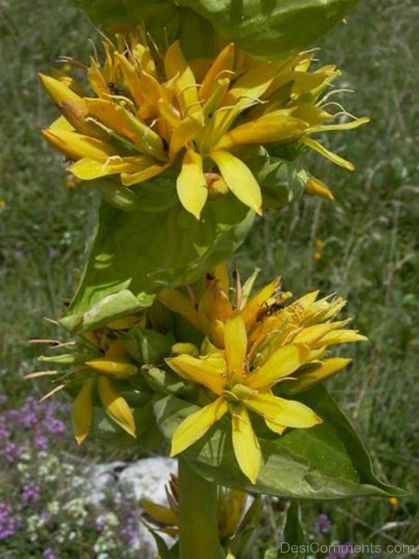 Popular Giant Yellow Gentian