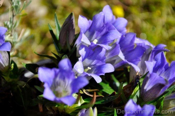 Popular Japanese Gentian Flowers