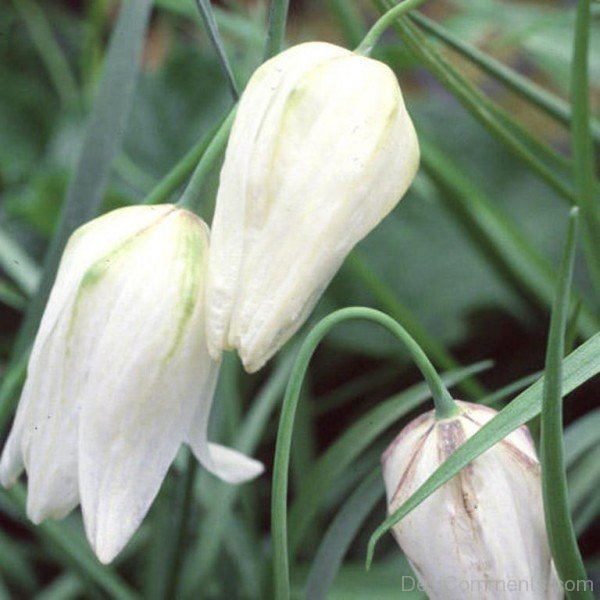 Popular White Snake's Head Fritillary Flowers-xse217DC12303