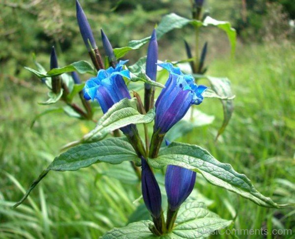 Popular Willow Gentian