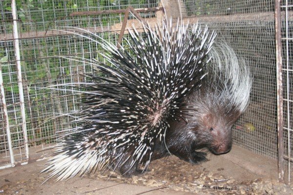 Porcupine In Cage-db010