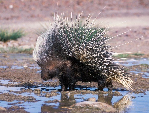 Porcupine In Mud-db011