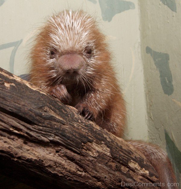 Porcupine In Zoo-db012