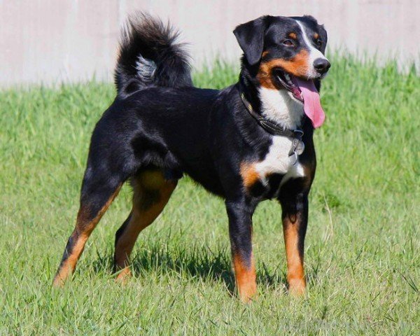 Powerful Appenzeller Sennenhund Dog