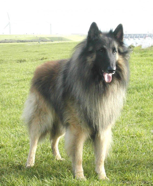 Powerful Belgian Shepherd Dog-ADB00223DC00DC23