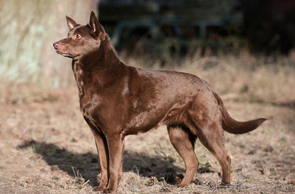 Powerfull Australian Kelpie Cattle Dog-ADB65DB08DC0DC08