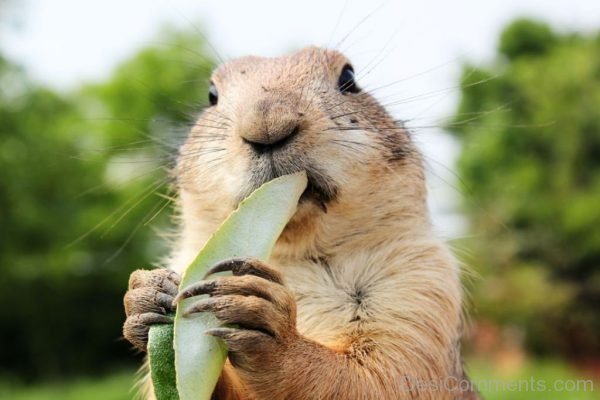 Prairie Dog