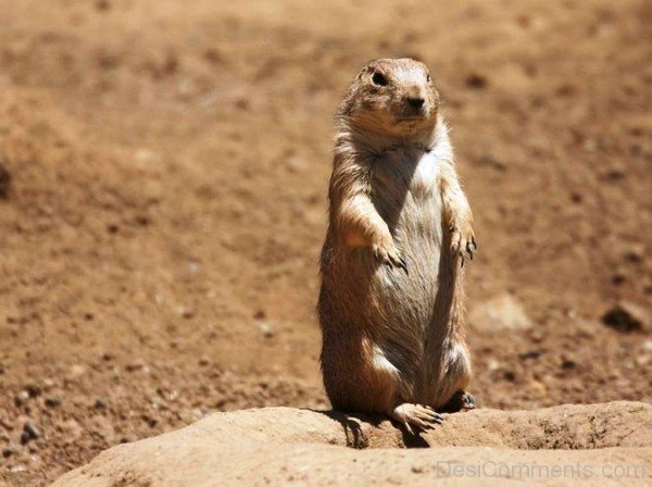 Prairie Dog Image-adb014dcpoop14