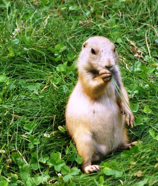 Prairie Dog On Grass-adb017dcpoop17