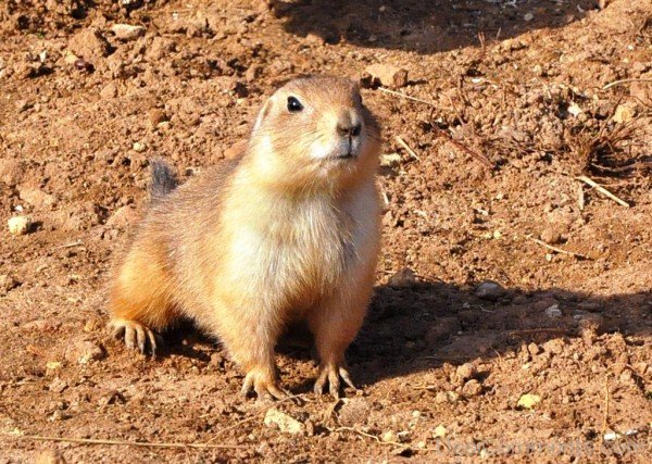 Prairie Dog On Sand-adb018dcpoop18