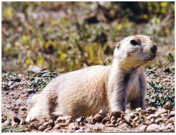 Prairie Dog On Stones-adb019dcpoop19