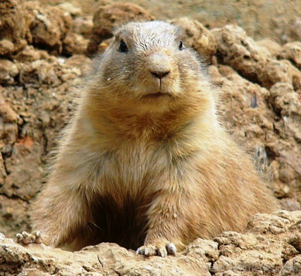 Prairie Dog Photo-adb020dcpoop20