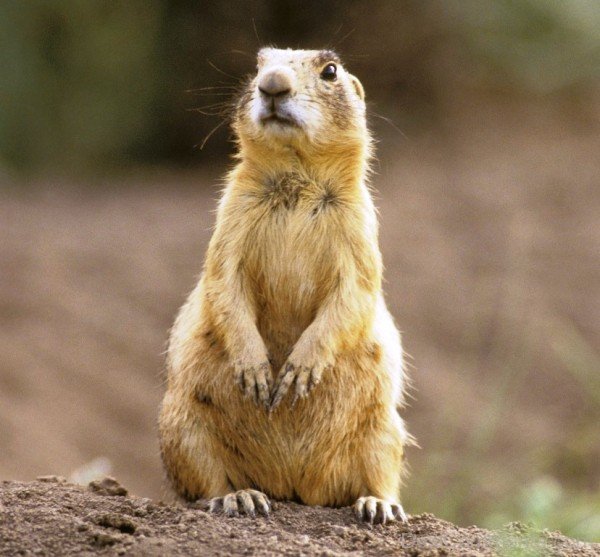 Prairie Dog-adb022dcpoop22