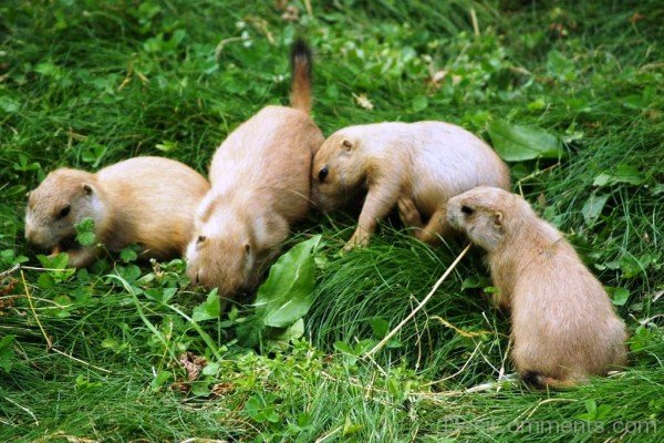 Prairie Dogs