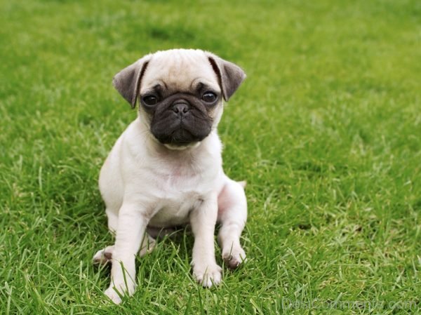 Pug Dog-DC084