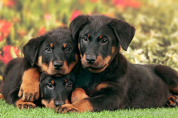 Puppies-ADB09046DC0146