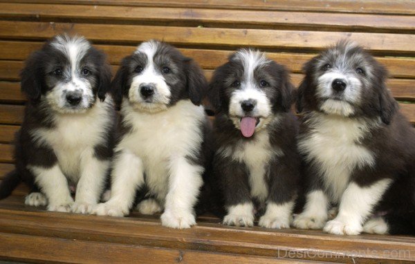 Puppies Of Bearded Collie Dog-adb75630DC9DC30