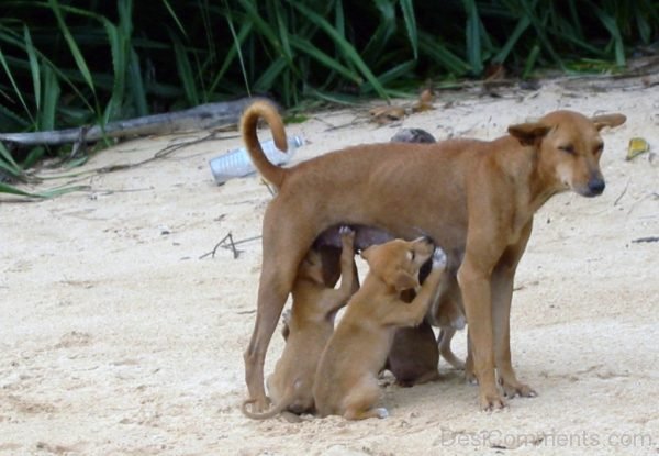 Puppies With Mother