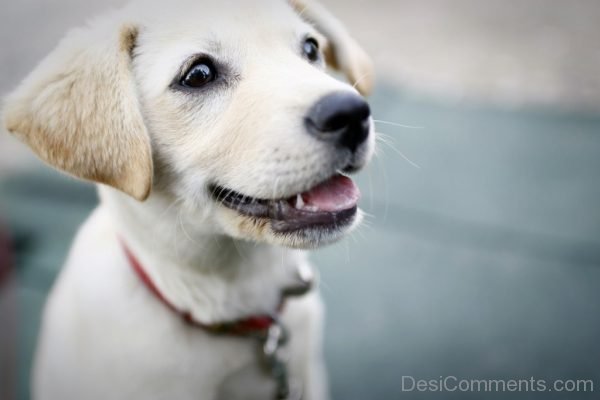 Puppy Image-DC086